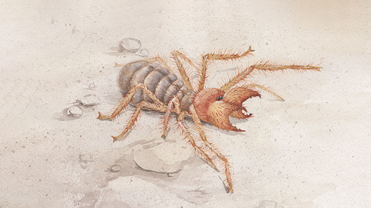 めっちゃでかいクモが穴掘ってたから撮影してみた（動画）