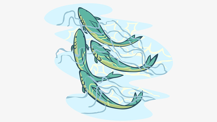 魚の川上り、人間の開発により高難易度なものへ（動画）