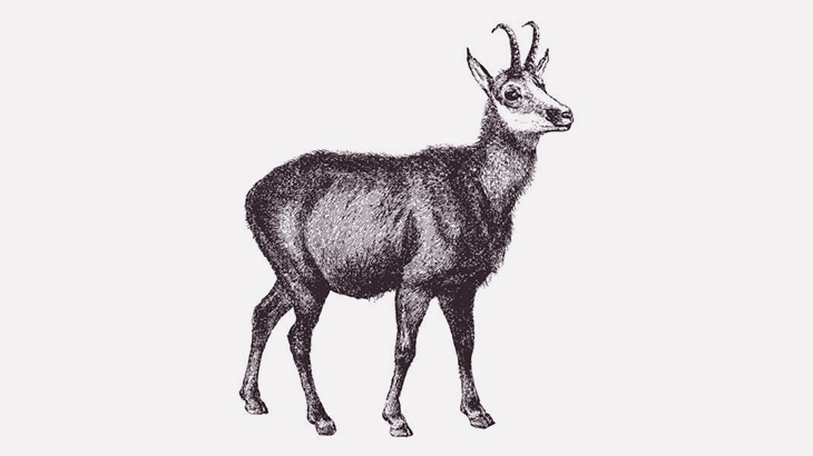 雪山をダウンヒルするヤギさん、速すぎ（動画）