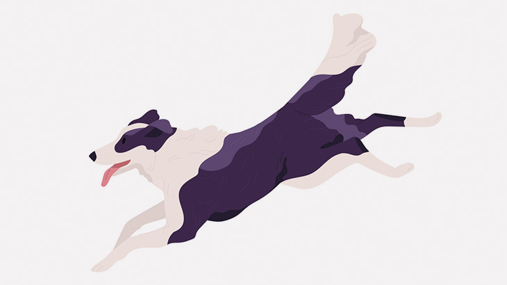 アヒルの子供を巧みに操る牧羊犬ボーダーコリー（動画）