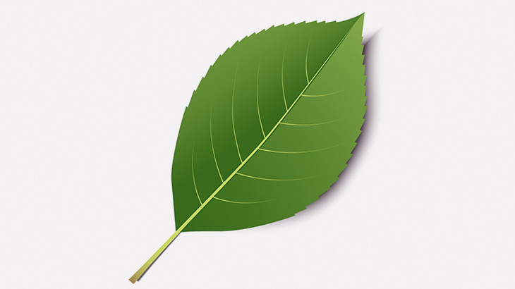 緑の葉に擬態する幼虫、パッと見だと分からない（動画）