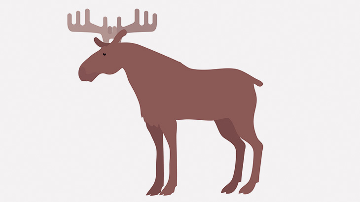 ヘラジカさん、車に轢かれて宙を舞う（動画）