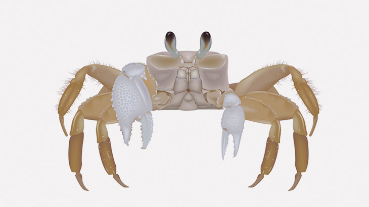 目に付いた砂を拭き取るゆるキャラみたいなカニ（動画）