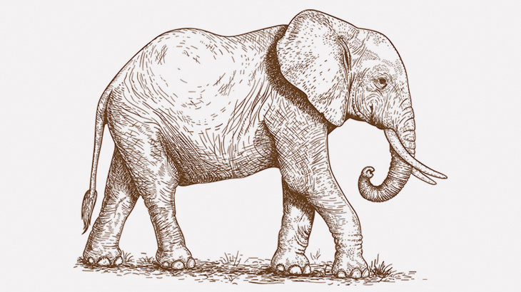 ゾウの勃起チンコ、鼻みたいに動く（動画）