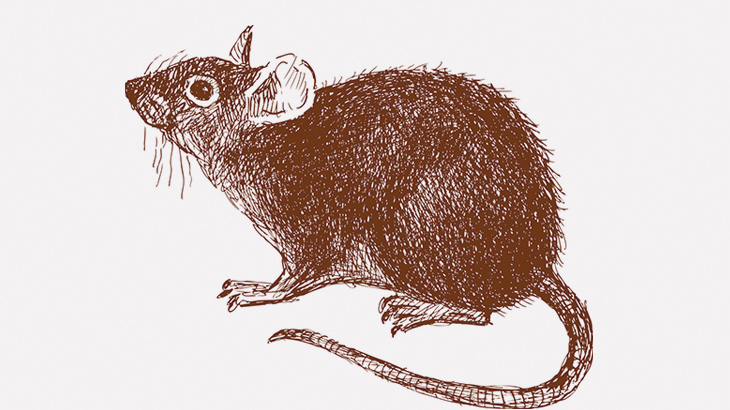 インド人「聖なるネズミが口をつけた牛乳は体にいいんですよ」 → ゴクゴク（動画）