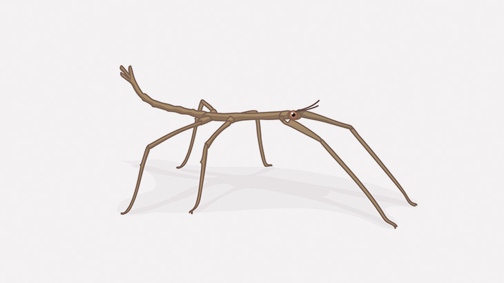 走行する車に必死にしがみつくナナフシさん（動画）