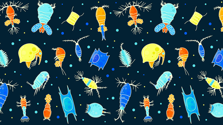 発光する生物がいるビーチを歩いてみた（動画）