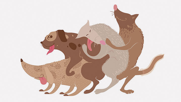 乱交セックスする4匹の犬が撮影される（動画）