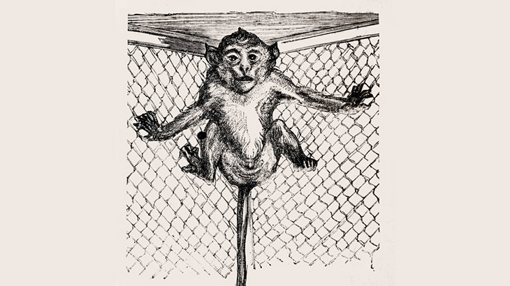 【閲覧注意】実験のために研究施設に送られるサル（動画）