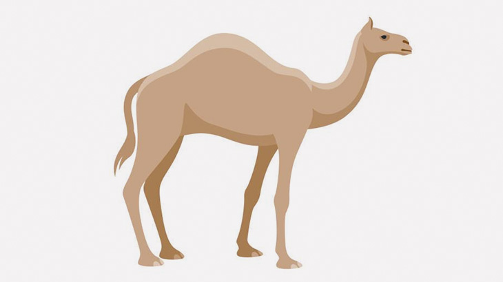 車と衝突したラクダさん、こうなる･･･（動画）