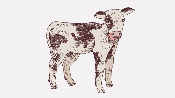 【閲覧注意】牧場主「やべー牛うまれた･･･」（動画）