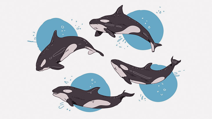 流氷の上にいるアザラシを狩るシャチ、賢すぎ（動画）