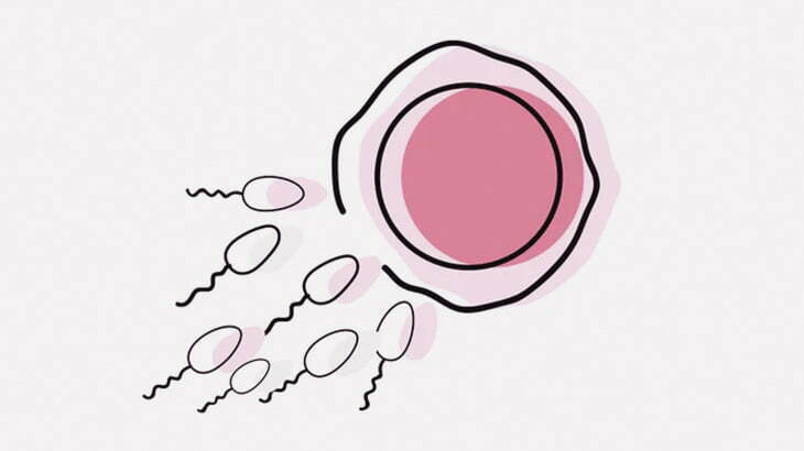 サンショウウオの赤ちゃんが受精卵から細胞分裂して誕生するまで（動画）
