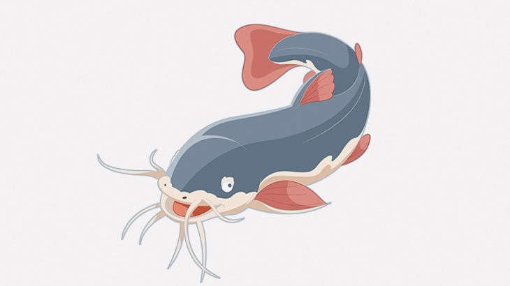 ダイバー「めちゃくちゃデカいナマズ見つけた」（動画）