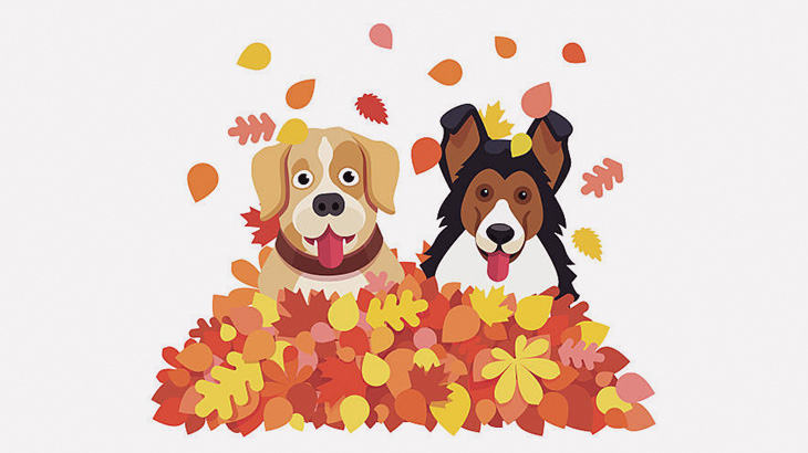 枯れ葉で遊ぶ人間とワンコたち（動画）