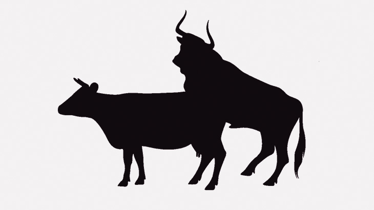 歩いていた女性、セックス中の牛に轢かれてしまう（動画）