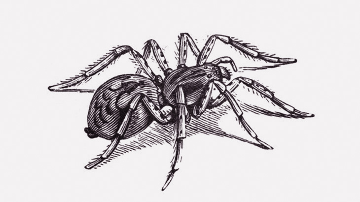 男「タランチュラ食べるわ」（動画）