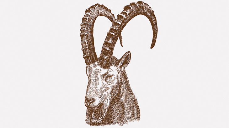 ヤギ「アナル痒いなー」 → 角でボリボリ（動画）