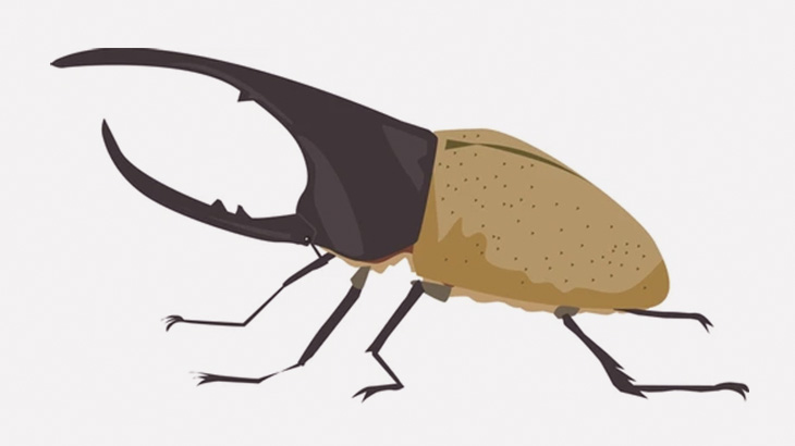 ヘラクレスオオカブトが幼虫から成虫になるまで撮影してみた（動画）