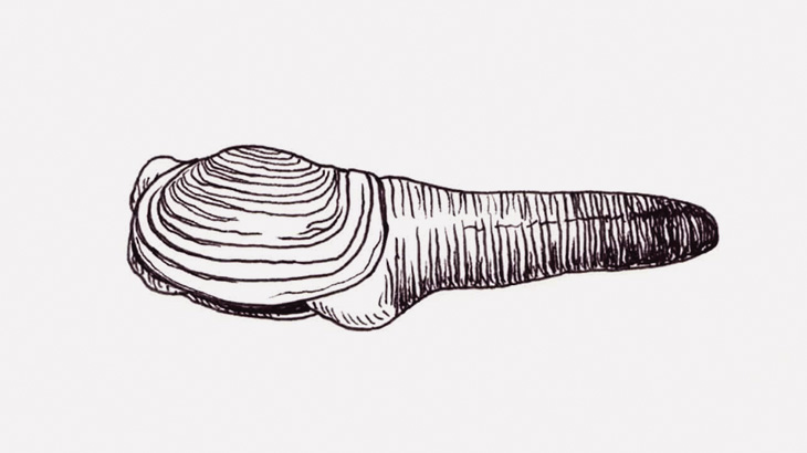 【閲覧注意】アナルに拳をズボズボ → 腸が飛び出る（動画）