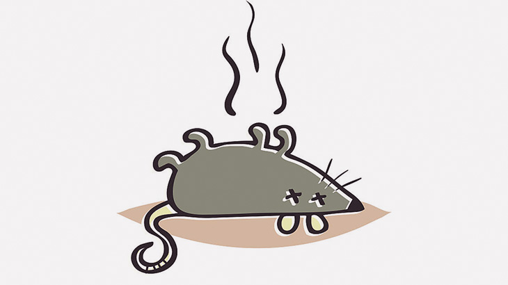 ネズミの剥製で筆箱を作ってみた（動画）