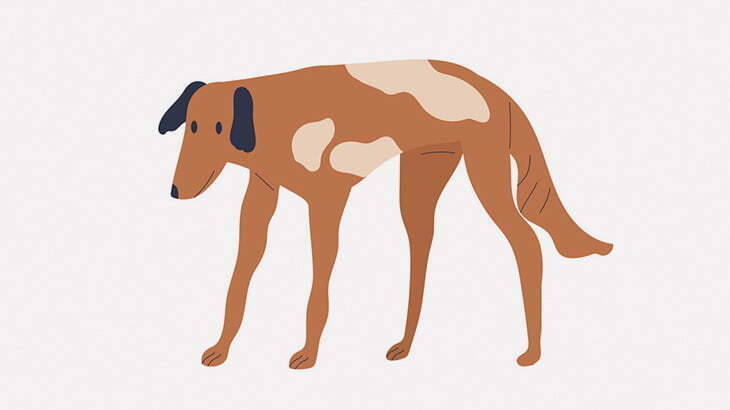 吹き矢でワクチンを接種されるエジプトの野良犬たち