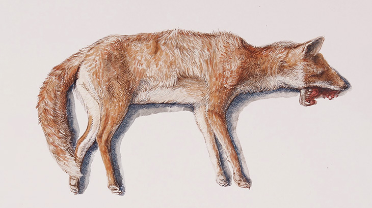 【閲覧注意】死んだキツネがウジ虫に分解されるまで（動画）