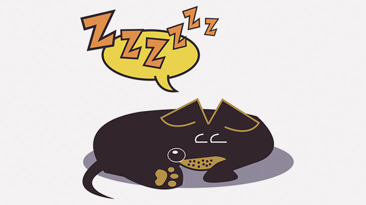 就寝中の飼い犬さん、ヒョウに連れ去られてしまう（動画）