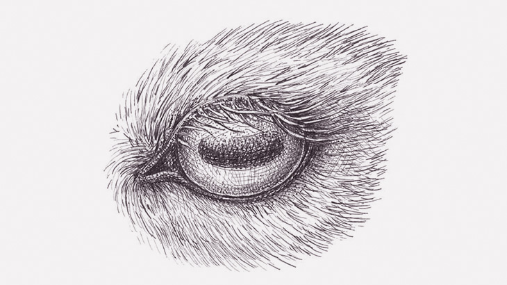 【閲覧注意】ヤバい生き物が撮影される（動画）