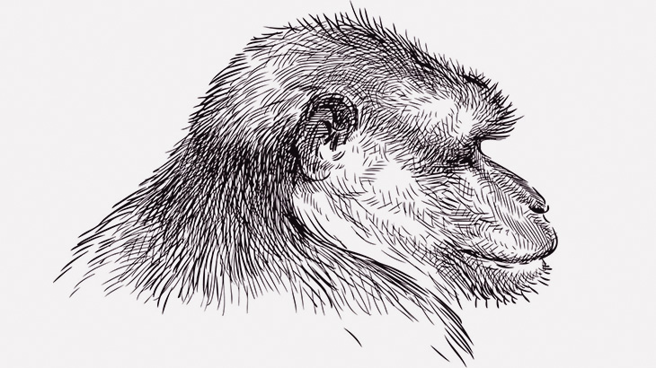 いつもお世話してくれた男性の死を悲しむ猿（動画）