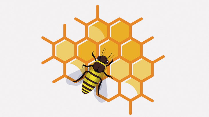 蜂の巣の中で幼虫が成虫になるまでタイムラプス（動画）