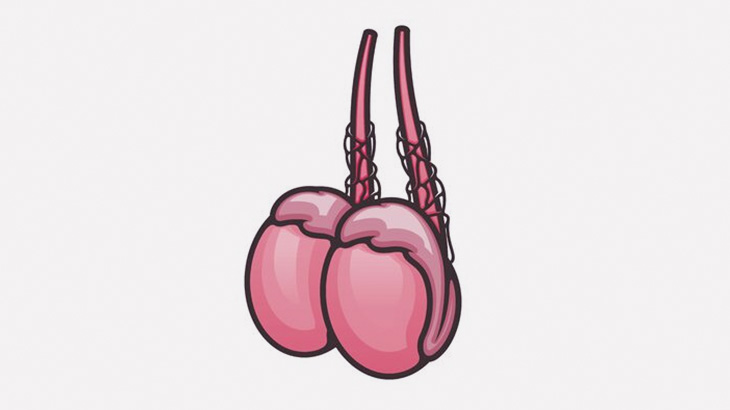 【閲覧注意】捻れてしまったキンタマさん、壊死･･･（画像）