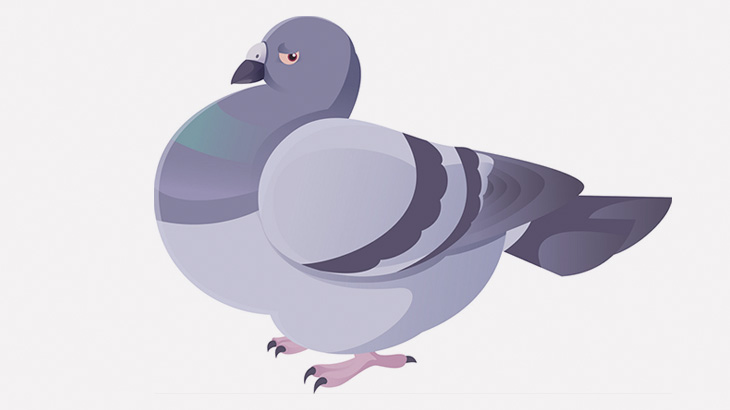 このハトさん、自分のことをニワトリだと思ってる（動画）