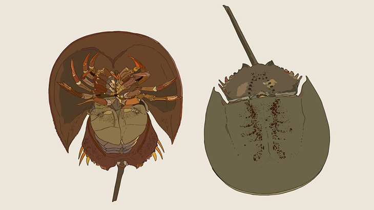 カブトガニA「起こしてくんない？」カブトガニB「しゃーないな」（動画）