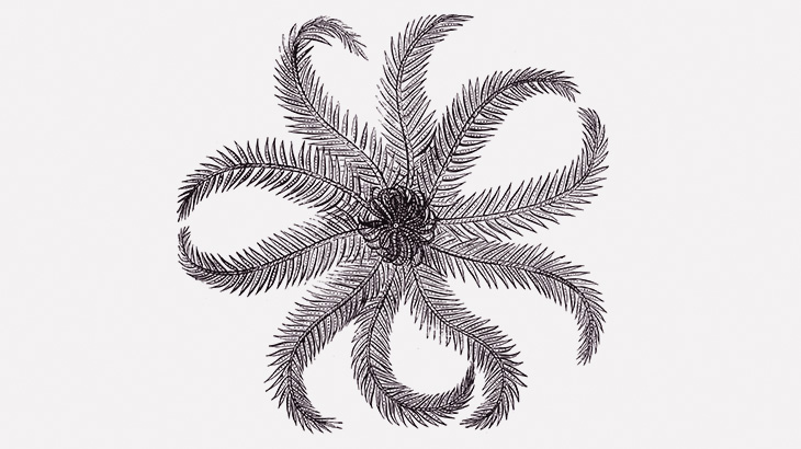 海で変な生物が泳いでた･･･コレ何･･･？（動画）