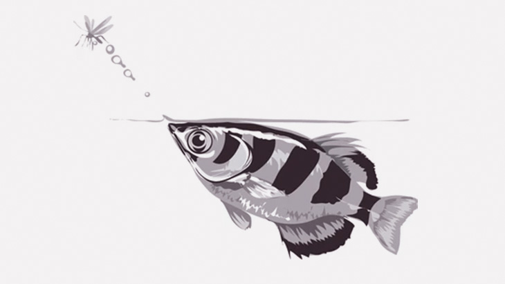 地上にいる虫を口から発射する水鉄砲で落とすお魚さん（動画）