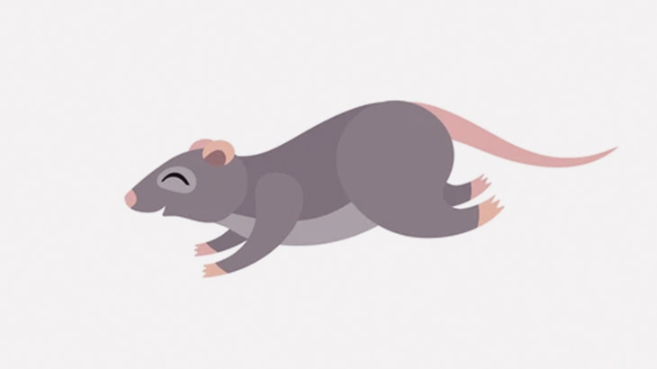 ネズミさん、塀からジャンプしてパイプにIN（動画）