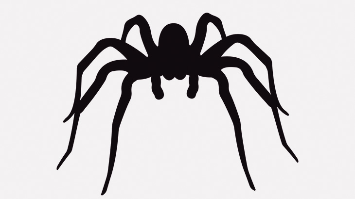 【微閲覧注意】自宅にいたクモが脱皮してたから撮影してみた（動画）