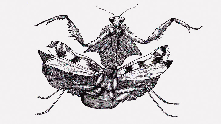 【閲覧注意】カマキリにゴキブリ食わせてみた（動画）