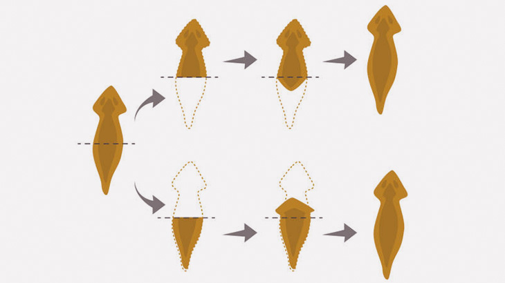 【微閲覧注意】プラナリアの体を4つに切ってみた（動画）