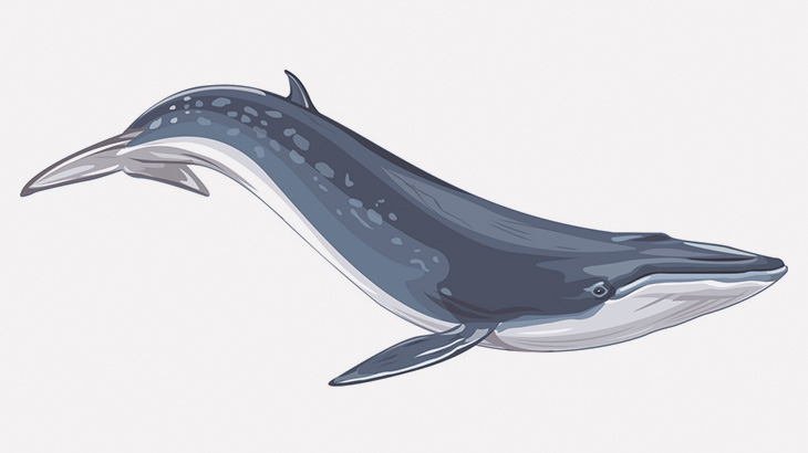 【微閲覧注意】クジラのヒレの中身はこうなってるって知ってた？（画像）