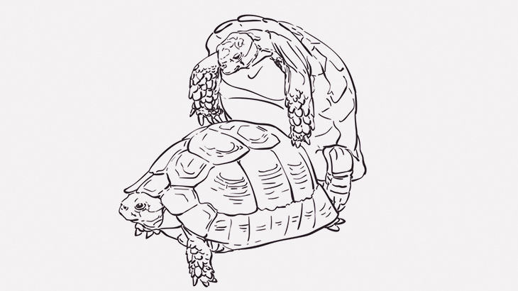 セックス中のカメさん、気持ちよさそう（動画）