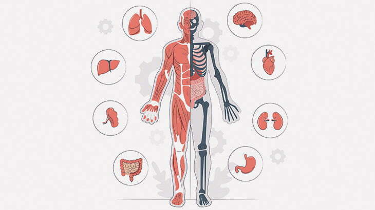【閲覧注意】解剖医「太った人間の内臓がどうなるか教えますね」（動画）