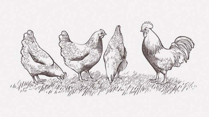 【閲覧注意】劣悪な環境に置かれたニワトリたちの映像がリークされる（動画）