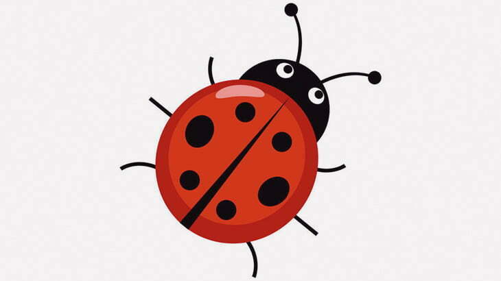 【微閲覧注意】てんとう虫が卵から成虫になるまで（動画）