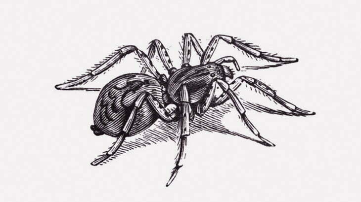 タランチュラが水の上を歩いてた（動画）