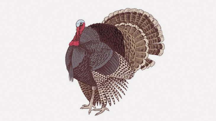 七面鳥「アイツ仲間かな？いや、ちょっと違うかな？･･･いや仲間かな？」（動画）