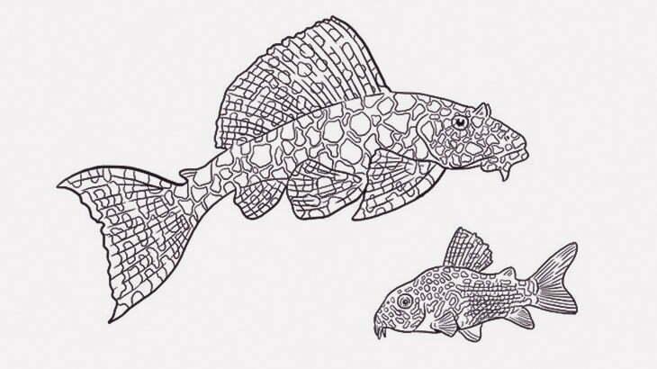 この魚の顔、ヤバない･･･？（動画）