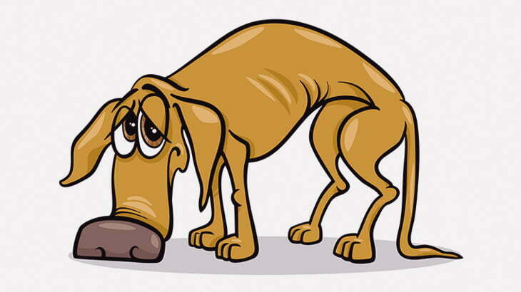 毛が剥げ落ちて瀕死だった野良犬を保護してみた（動画）