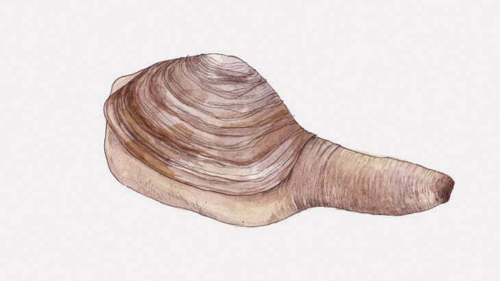 女「生きてる貝をビンビンにさせてから丸かじりするわね！」（動画）